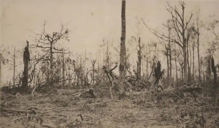 Every tree in Belleau Wood bore the scars of battle when the fighting ended, 1918