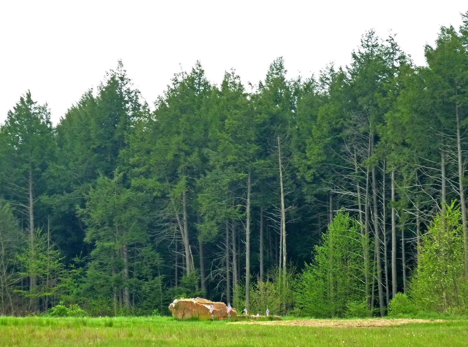 A boulder marks where Flight 93 came down, at the edge of the hemlock grove