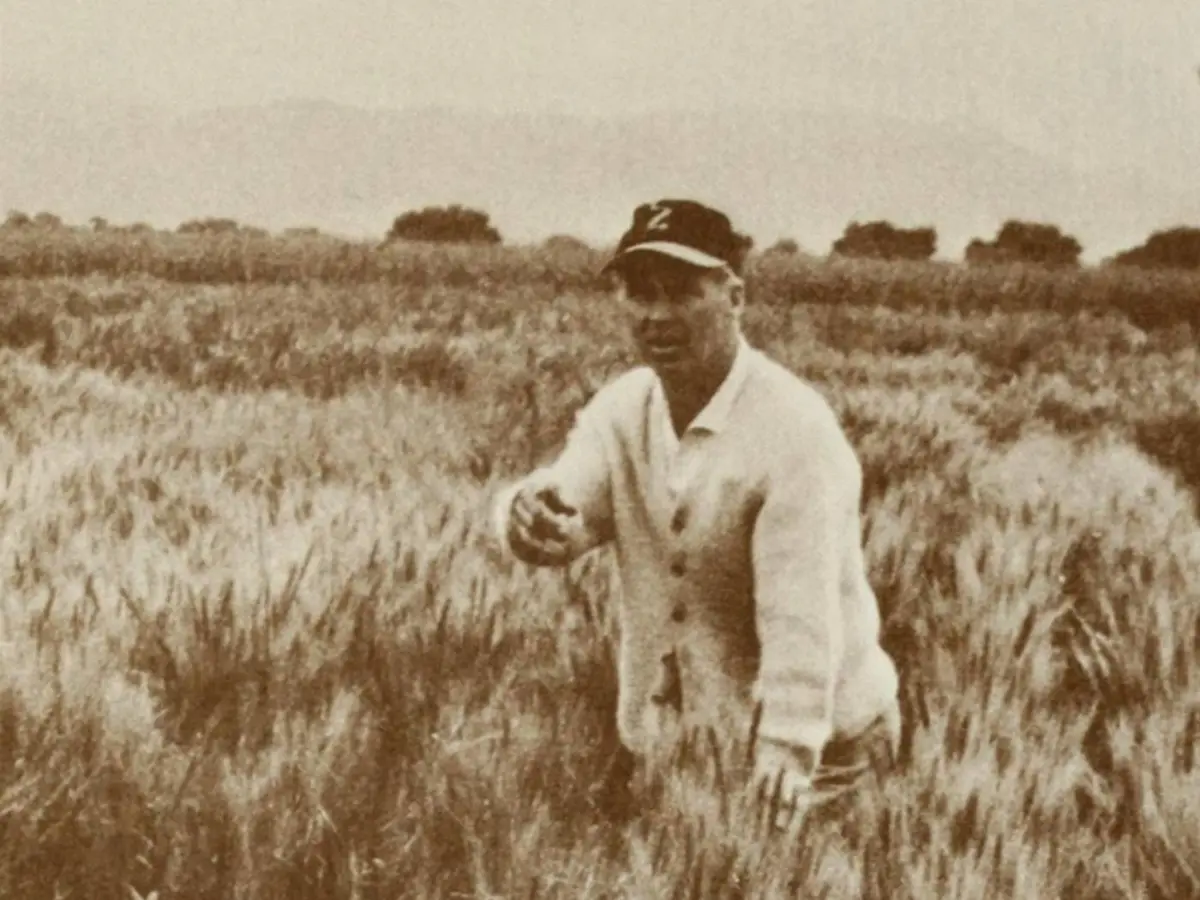 Norman Borlaug walks his test plots of Mexican wheat, as pictured in the 1970 USDA booklet Norman Borlaug: Hunger Fighter.