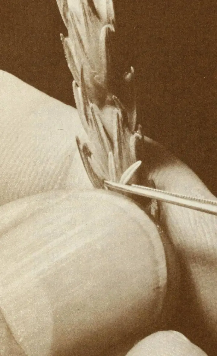 A breeder opens a wheat floret with fine tweezers to make a cross by hand, the painstaking work behind every new variety.