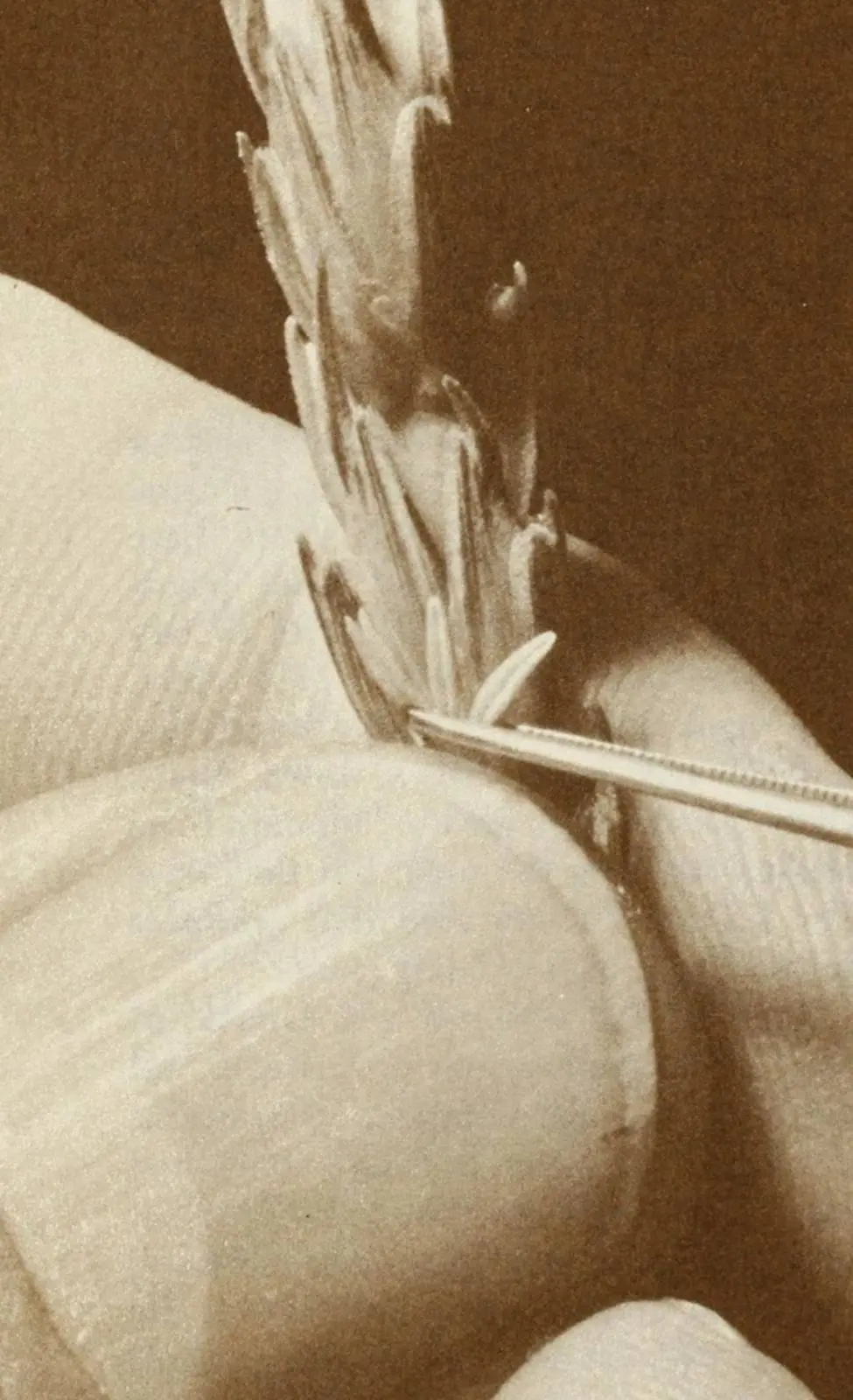 A breeder opens a wheat floret with fine tweezers to make a cross by hand, the painstaking work behind every new variety.