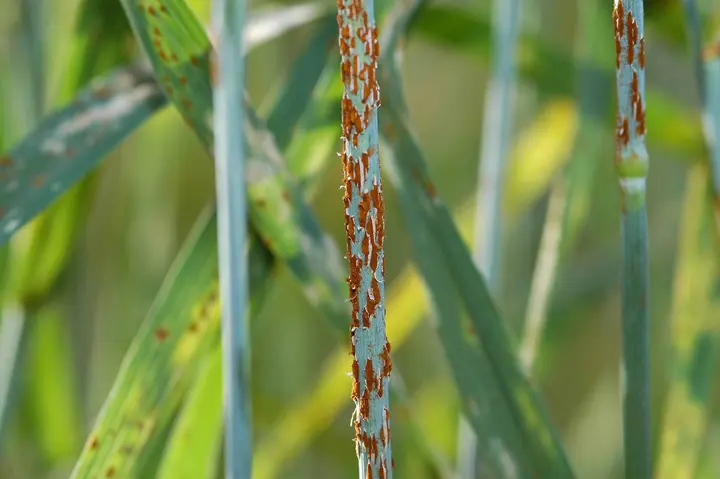 Stem rust on wheat, the fungus that wrecked Mexico’s harvests until Borlaug bred varieties that resisted it.