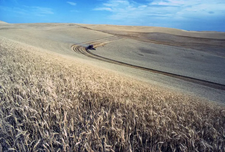 A combine harvests wheat on the Palouse, the rolling Washington and Idaho country where USDA breeder Orville Vogel bred America’s first semi-dwarf wheats.