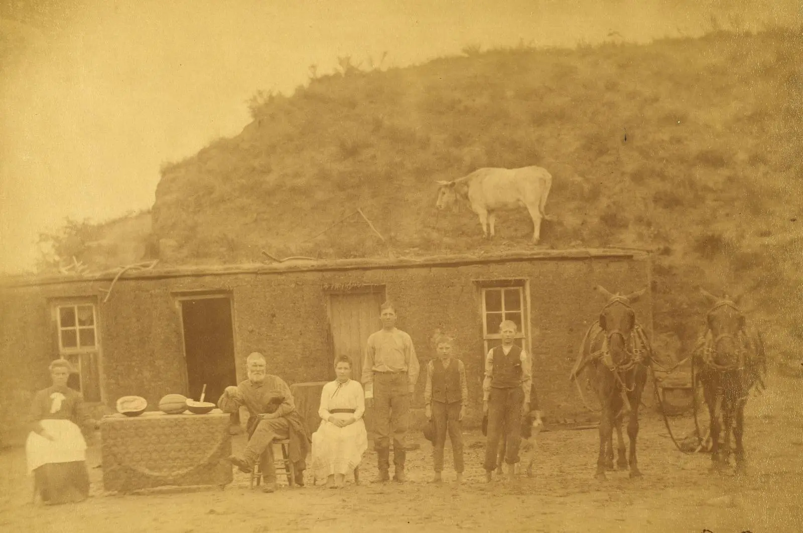 The Sylvester Rawding family in front of their sod house north of Sargent, Custer County, Nebraska, in 1886, with a cow on the sod roof.