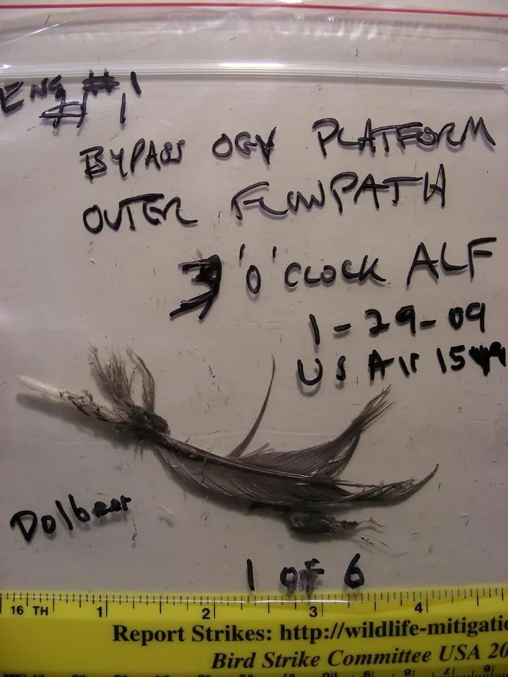 A feather recovered from the left engine; the Smithsonian matched the remains to migratory Canada geese