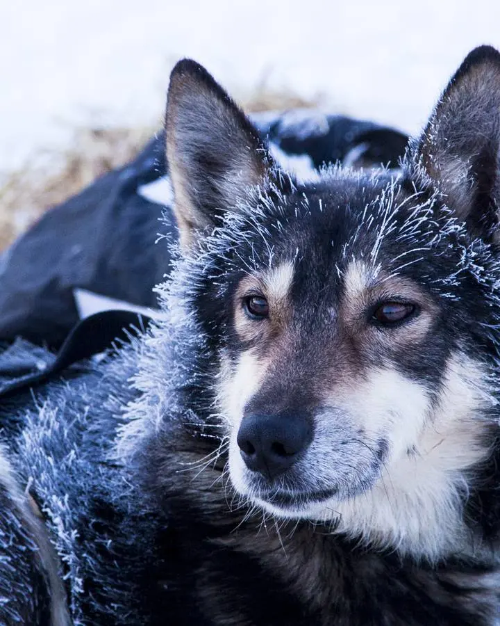 A frost-covered sled dog on the Iditarod National Historic Trail. No free portrait of Charlie Evans is available.
