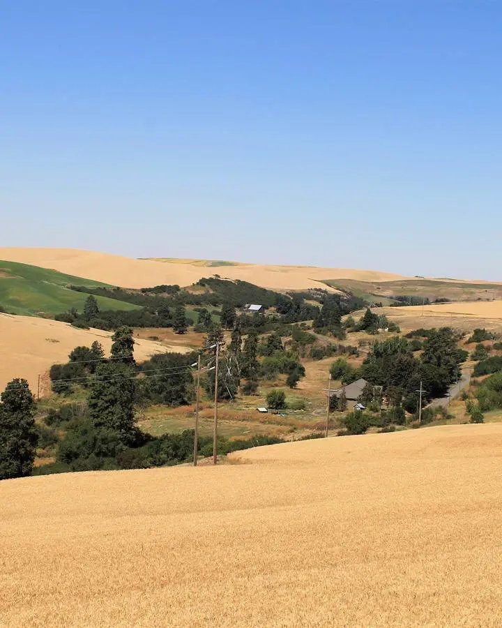 Wheat fields at Pullman, Washington, where Orville Vogel bred wheat for the USDA from 1931 to 1972. No free portrait of Orville Vogel is available.