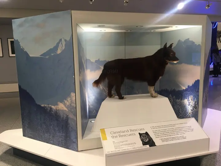 Balto today, preserved at the Cleveland Museum of Natural History.
